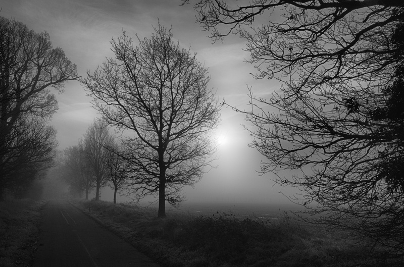 mist, outdoors, beauty in nature, fog, scary, misty, tranquility, mystery, environment, nature, no people, bare tree, plant, branch, road, sky, scene, trees