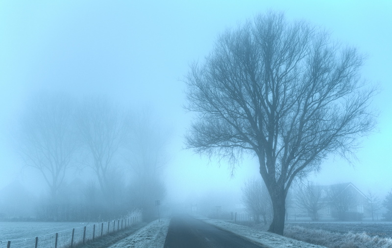manage, day, morning, farmlands, water vapor, nature, cold, trees, licht, fog, forest, snow, misty, country road, Nederlands, de, withered, Emotion, Noord-Holland
