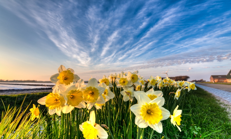 Nikon D750, natuur, Narcissus flower, beautiful, near, bright, banks, Holland, field, light, Nederland, flower, 5K, skies, summer, flowerbed, licht, Nikkor