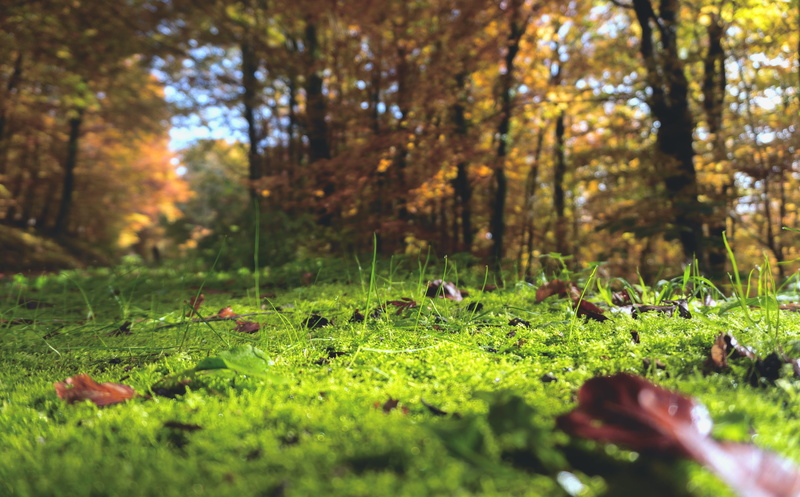 view, forest floor, green, tranquility, wood, covered, outdoor, summer, leaf, natural, woodland, environment, season, selective focus, no people, rural