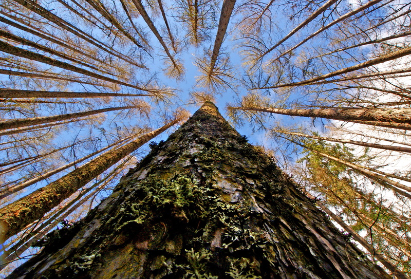view, High and the Mighty, photos, flickr, 1080P, eye, Public Domain, Dedication, branch, tree Trunk, forest, CC0, s, worms eye view, Trees, worm, tree