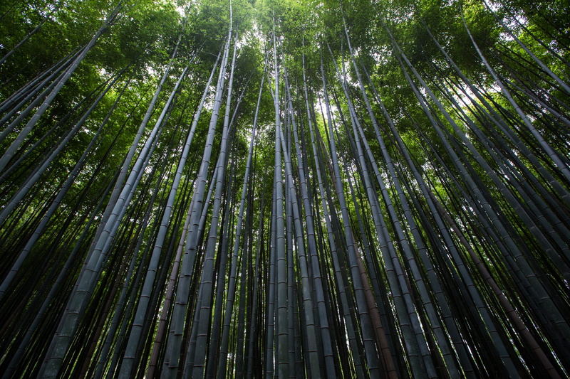 eye, land, twilit, view, nosun, tree, no people, bamboo, 5K, wood, green, trees, outdoors, low angle view, nature, bamboo grove, green color, tall tree