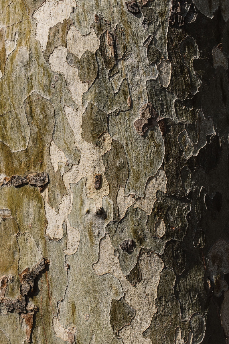 trunk, outdoors, solid, peeled, 2K, deterioration, textured, tree trunk, day, weathered, material, full frame, pattern, textured effect, brown, close-up