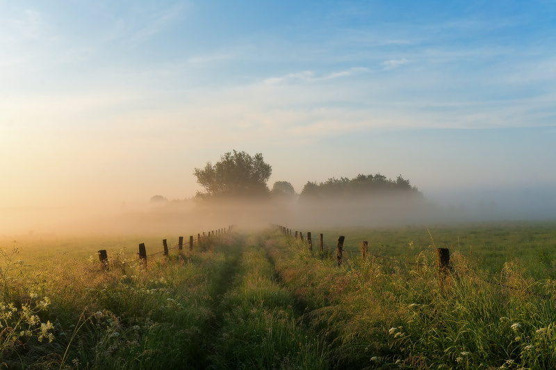 sunrise - Dawn, photo, morning, landscape, clear, green, fieldway, nature, flowers, sunset, tree, gras, scenics, dawn, fog, rural Scene, 4K, fog  light