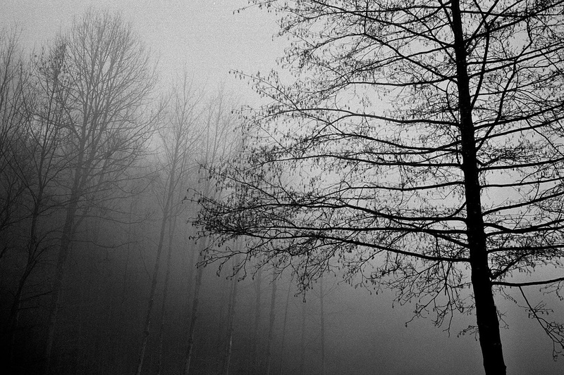 branch, foggy, foggy day, forest, black And White, day, nature, Wädenswil, outdoors, mist, photography, Ilford, backgrounds, fog, 720P, tree