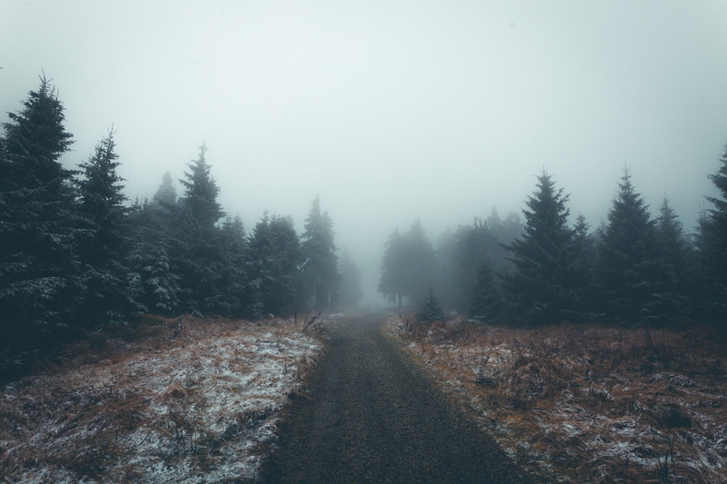 season, nature, winter, pine, tranquil scene, 5K, outdoor, landscape, land, road, mist, woodland, scenics, foggy, non-urban scene, scenics - nature, coniferous tree