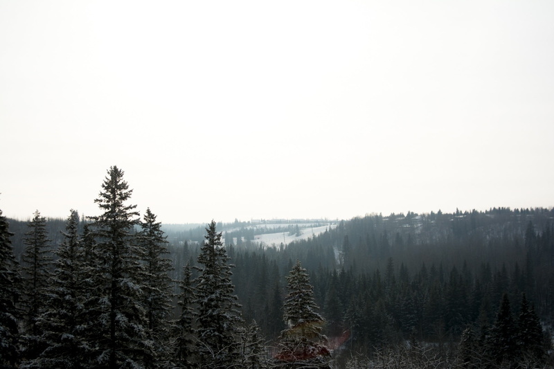 cold temperature, landscape, trees, 1080P, winter, land, nature, foggy, pine, plant, environment, mist, tranquil scene, day, no people, pine tree, sky