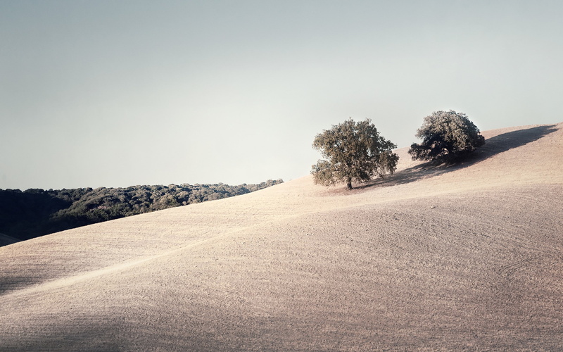 muted, filter, nature, photography, sky, trees, clear sky, 2560x1600, landscape, field, 2K, clear