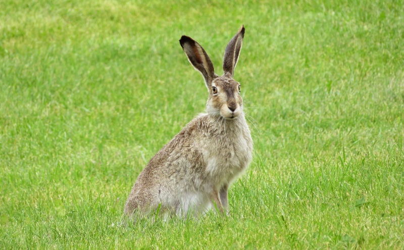 full length, bunny, plant, ears, animal head, vertebrate, day, easter, rabbit, animal ear, 4K, rabbit - Animal, looking, cute, mammal, land, sitting, herbivorous