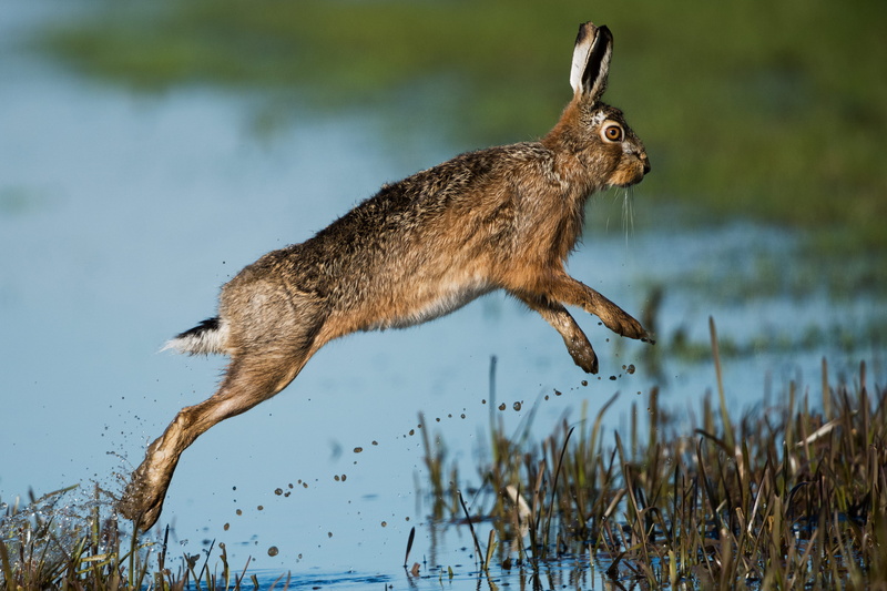 animals in the wild, splash, pond, mammal, vertebrate, full length, rabbit, day, one animal, no people, jump, animal, wild, animal themes, animal wildlife