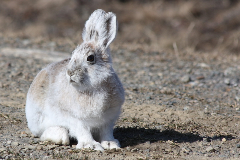nature, grass, close-up, domestic, day, furry, white, easter, sitting, rodent, outdoors, gray, floppy, 1080P, fluffy, field, portrait, focus on foreground