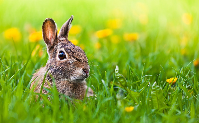 mammal, animal wildlife, Ears, flower, selective focus, springtime, nature, 5K, plant, flowering plant, Rabbit, Easter, land, Backyard, meadow, animal ear