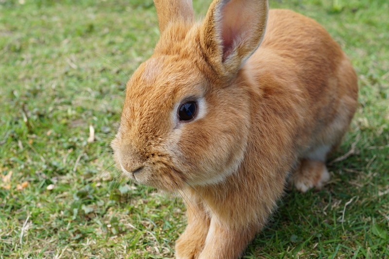 land, mammal, pets, rabbit - animal, brown, easter bunny, grass, one animal, bunny, 5K, hare, vertebrate, day, animal themes, sitting, outdoors, herbivorous