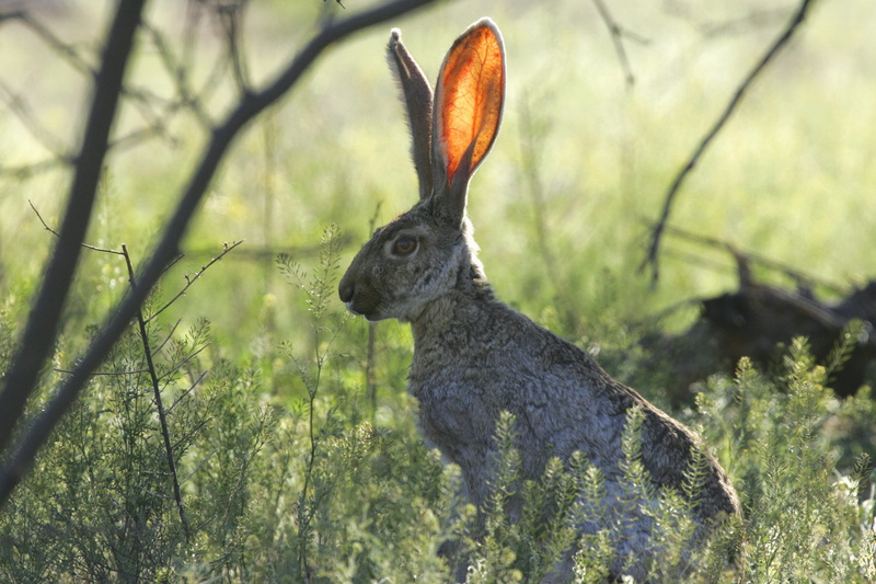 bunny, animals in the wild, mammal, close-up, arizona, ears, nature, forest, looking, animal, animal themes, grass, rabbit - animal, rabbit, still, hare