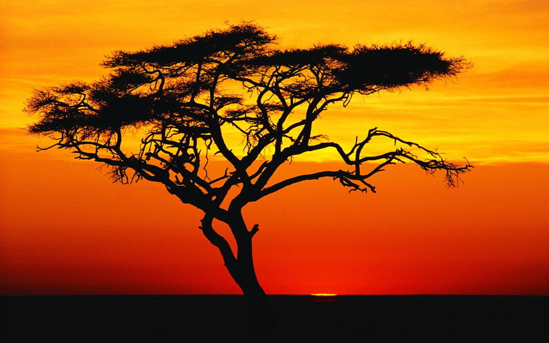 isolated, outdoors, tree, plant, sky, branch, growth, painting, sunlight, scenics - nature, environment, silhouette, beauty in nature, near, bare tree