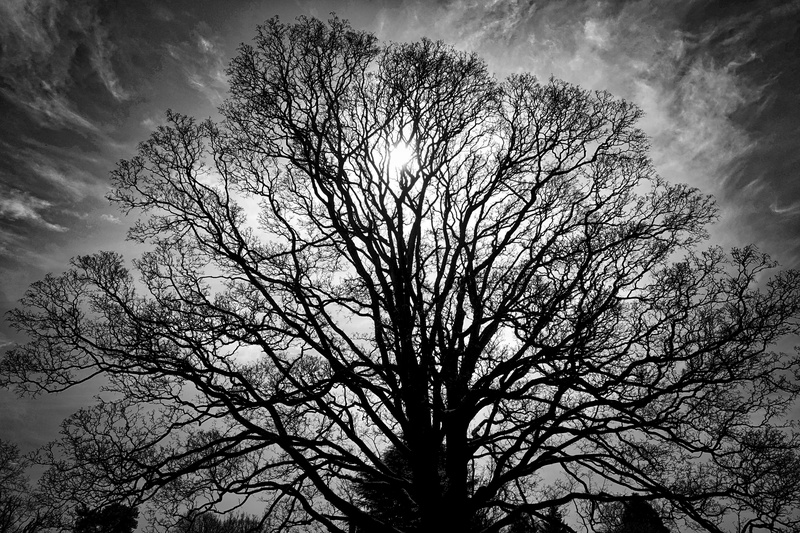 leafless, tree trunk, white, trunk, day, low angle view, growth, branch, no people, silhouette, non-urban scene, black, photo, plant, tranquility, sky