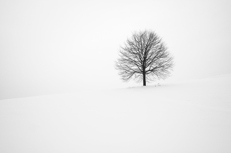 bare tree, bw, branch, minimalism, tranquility, isolated, snow, tranquil scene, plant, tree, 4K, environment, beauty in nature, white color, solitude