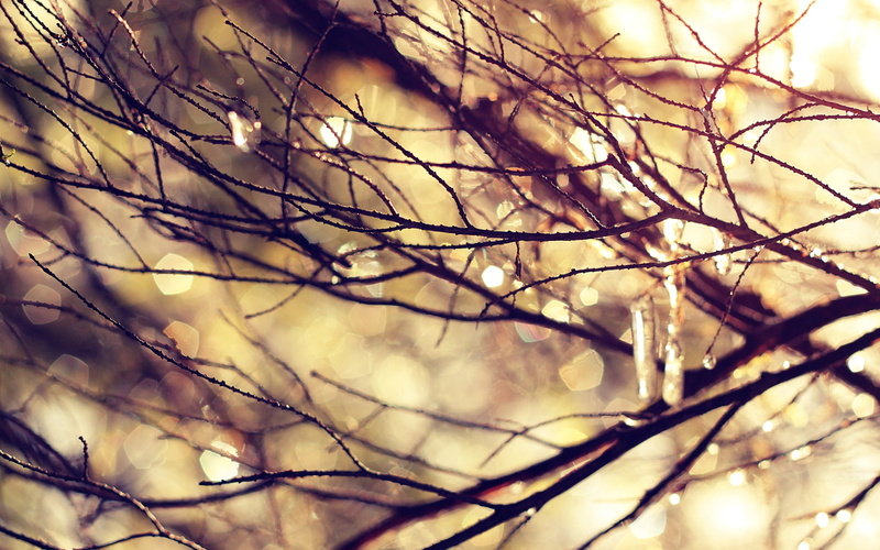 growth, sunset, low angle view, black, bare tree, day, scenics, branch, season, sunlight, selective focus, color Image, beauty In Nature, autumn, 2K, woodland