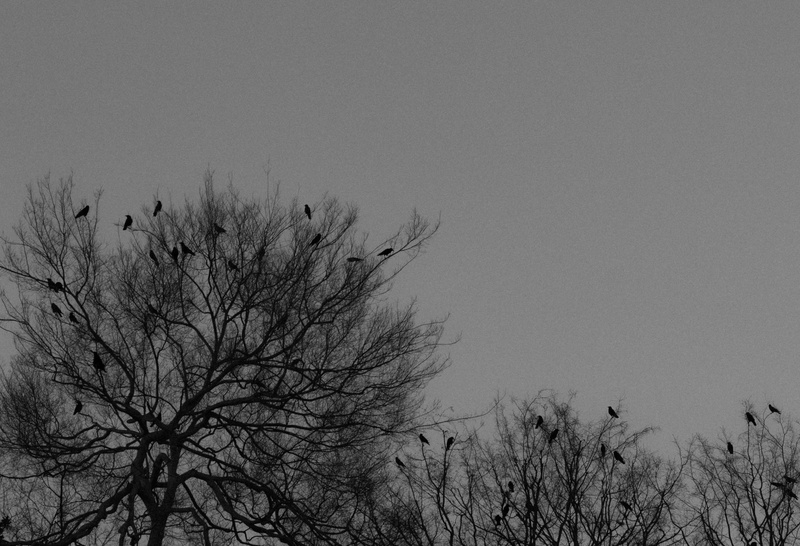 winter, low angle view, beauty in nature, branches, sky, outdoors, sillouette, snow, cold, erie, halloween, black, copy space, leafless trees, tranquility