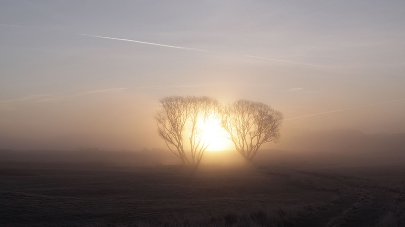 mist, two, leafless, fog, sun, trees, hd, nature, 1080P