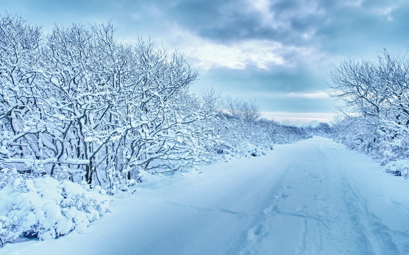 tree, covering, wrapped, woodland, ice, sky, freshness, january, extreme weather, frost, non-Urban Scene, road, plant, scenics, scenics - nature, backgrounds