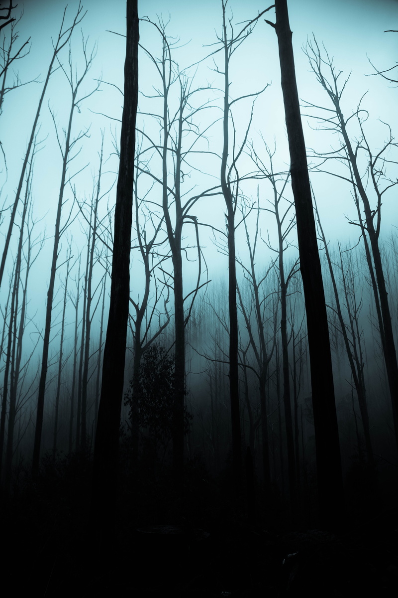 illustration, plant, forest, 8K, sky, bare, fog, dark, non-urban scene, tranquility, scenics - nature, land, growth, tranquil scene, woodland, trees, tree trunk