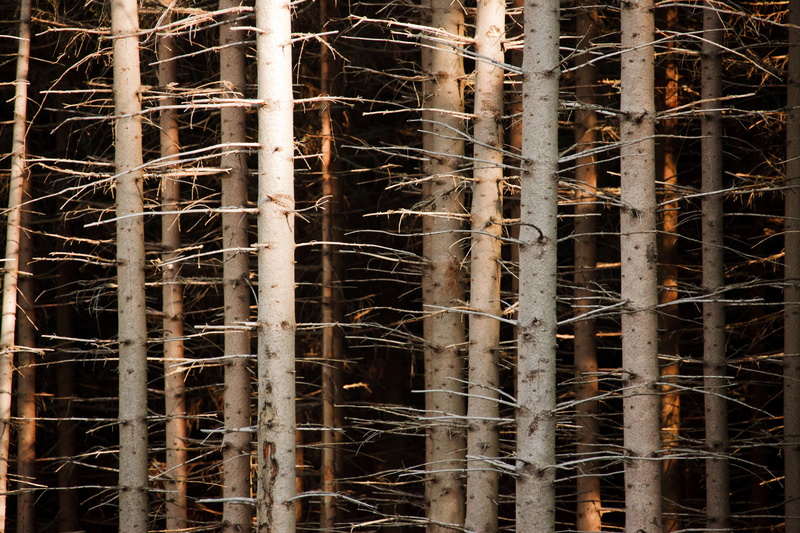 construction industry, trees, close-up, plant, nature, trunks, wood, abstract, growth, forest, beauty in nature, sunlight, bamboo - plant, dark, dry, photo