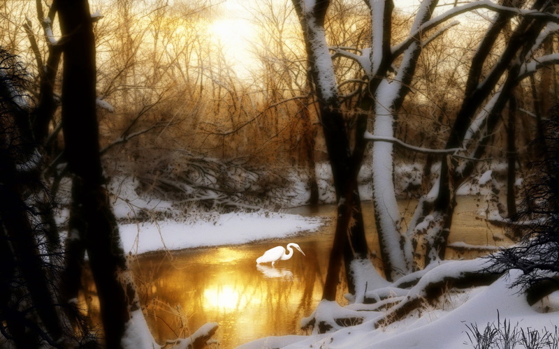 sunlight, wood, night, no People, sun, mystery, season, woodland, light - Natural Phenomenon, leafless, cold temperature, branch, illuminated, horror, dark