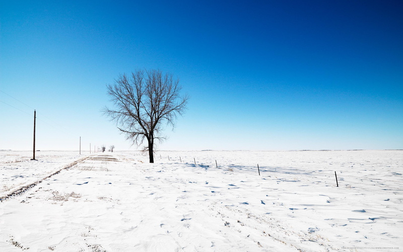 tree, nature and landscape, snow, 2K, leafless, alone