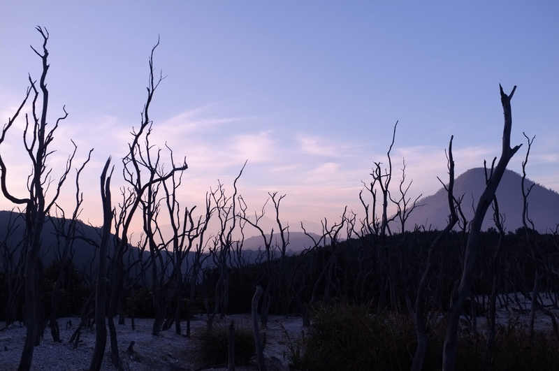 trees, tranquil scene, grass, mount papandayan, bare tree, sky, land, 4K, cloud - sky, dark, branch, field, non-urban scene, dead, silhouette, photography