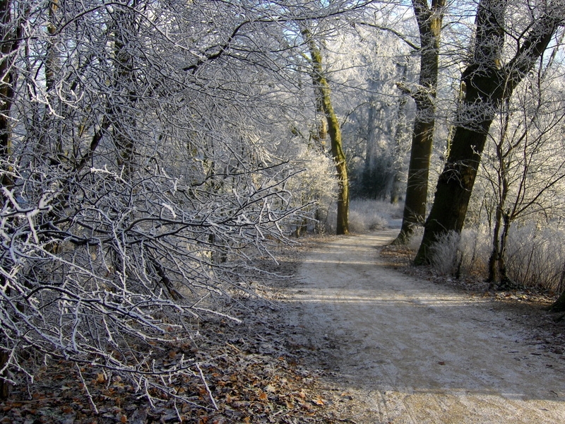 weather, road, beauty In Nature, woodland, growth, netherlands, landscape, single Lane Road, street, leafless, land, direction, footpath, winter, frost