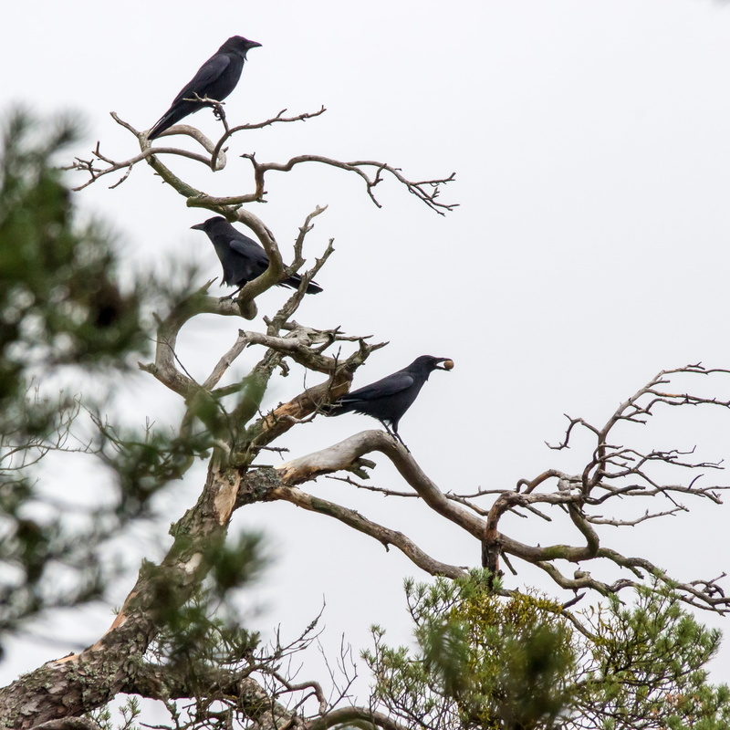 croak, harbinger, winter, corvidae, bird, tree, three, perched, animals in the wild, birds, animal themes, outdoors, bare tree, clear sky, crows, black