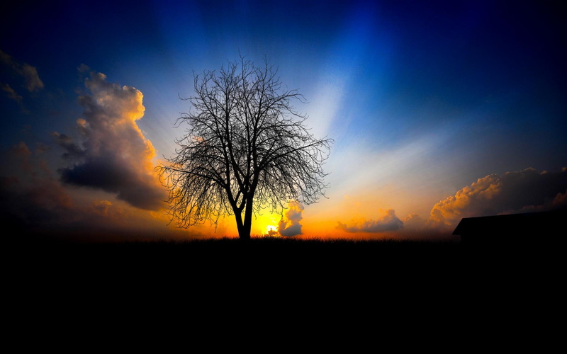 tree, nature, leafless, photo, 1080P, silhouette, nature-21, 3d and abstract, cool