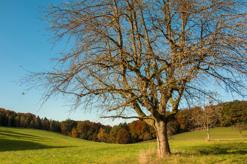 clear sky, springtime, growth, branch, outdoors, leafless, 5K, woodland, beauty In Nature, landscaped, scenics - nature, season, tranquility, plant, environment
