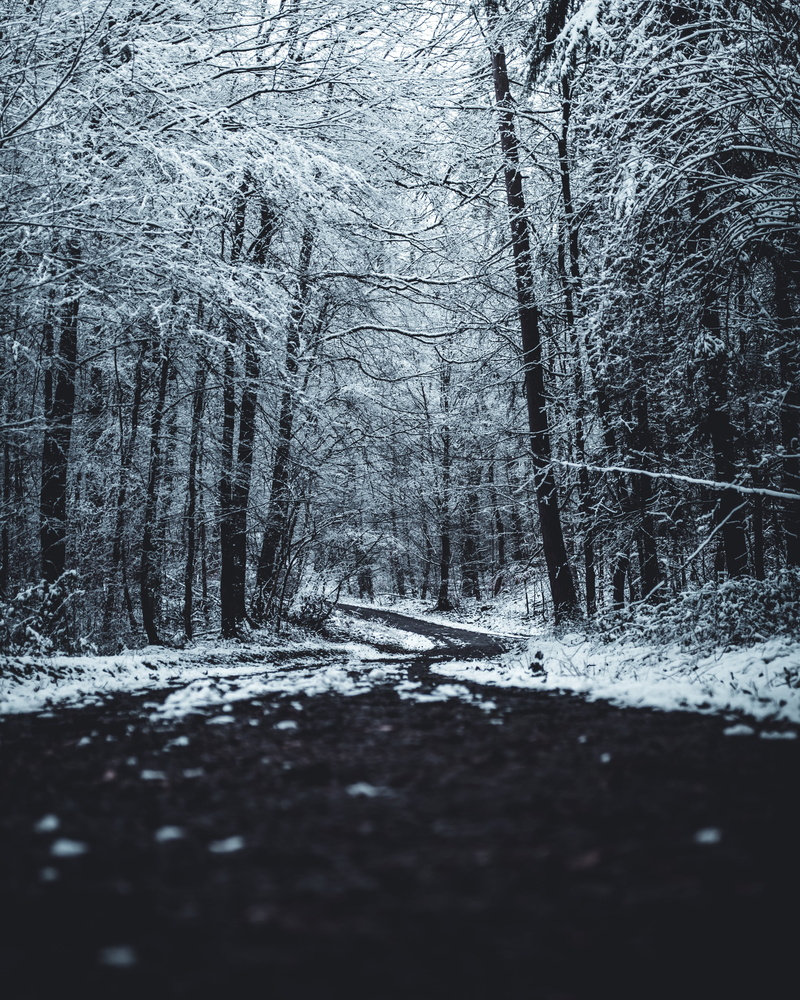 nature, direction, land, cold temperature, plant, tranquility, diminishing perspective, leafless, trees, day, road, the way forward, surface level, non-urban scene
