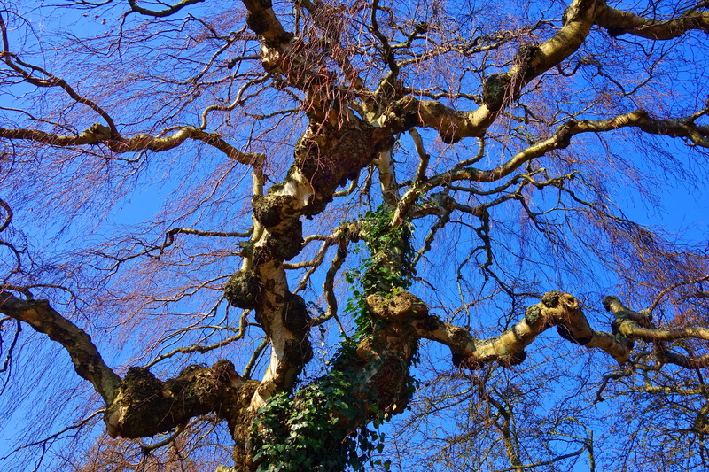 sunlight, sunny winter day, tree, bark, bare tree, tree trunk, trunk, no people, blue skies, clear sky, nature, plant, winter tree, low angle view, day