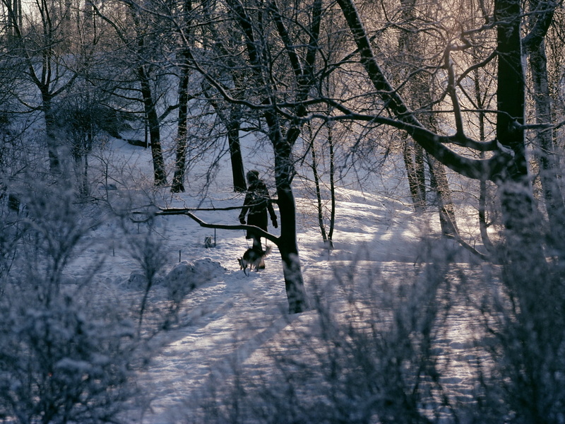 tranquility, park, landscape, light - Natural Phenomenon, morning, tree, real people, lady, 720P, day, frozen, branch, winter, outdoors, weather, water