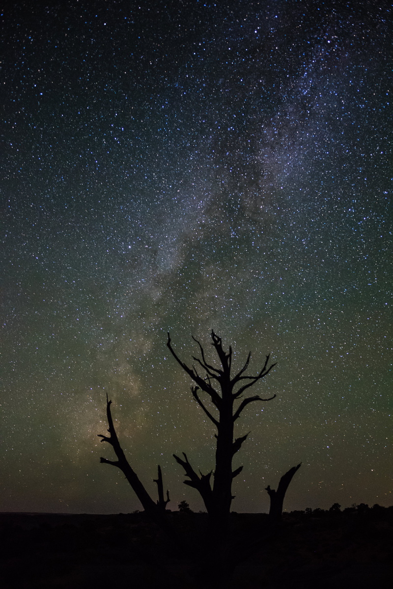 tranquility, tranquil scene, starry sky, night, plant, sky, nature, space and astronomy, milky way, leafless, space, science, astronomy, silhouette, galaxy