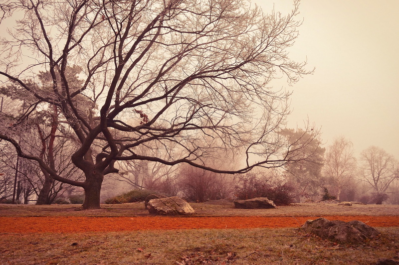 tree trunk, land, tree, tranquil Scene, non-Urban Scene, winter, nature, environment, foliage, landscape, season, leaf, 2K, trunk, oak Tree, beauty In Nature