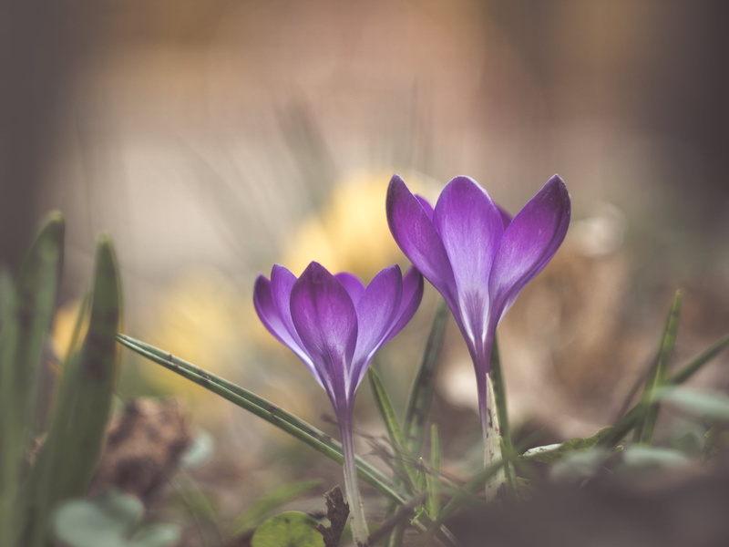 close-up, CZJ, Panasonic Lumix GX8, plant, focus, photography, 1080P, nature, lens, croci, springtime, F1.8, I love, selective focus, crocus, selective