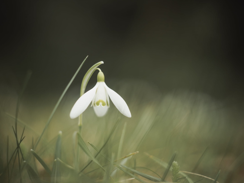 shallow focus, F1.8, fdlower, nature, shallow, flower, focus, plant, Hidden, lens, 1080P, manual focus, Peach, white, vintage, petal, Micro 4/3, Panasonic Lumix GX8