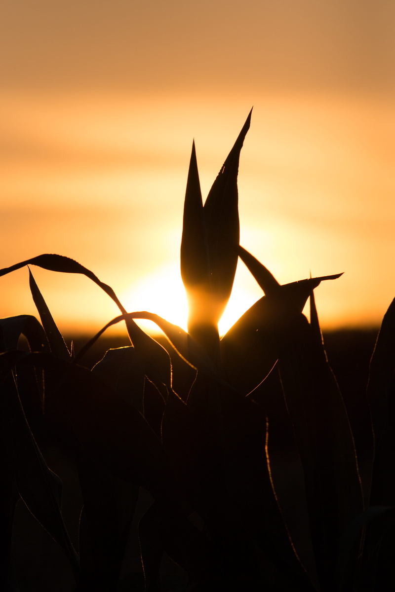 orange color, beauty in nature, crop, dramatic sky, plant, close-up, farm, nature, flowering plant, sun, corn crop, sunset, silhouette, sunlight, focus on foreground