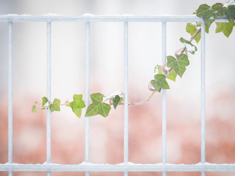 white, green, fence, white metal, HFF, 1080P, M43, bokeh, F1.4, manual focus, winter, pole, metal, Lumix, nature, Peach, Panasonic, Micro 4/3, ivy, backgrounds