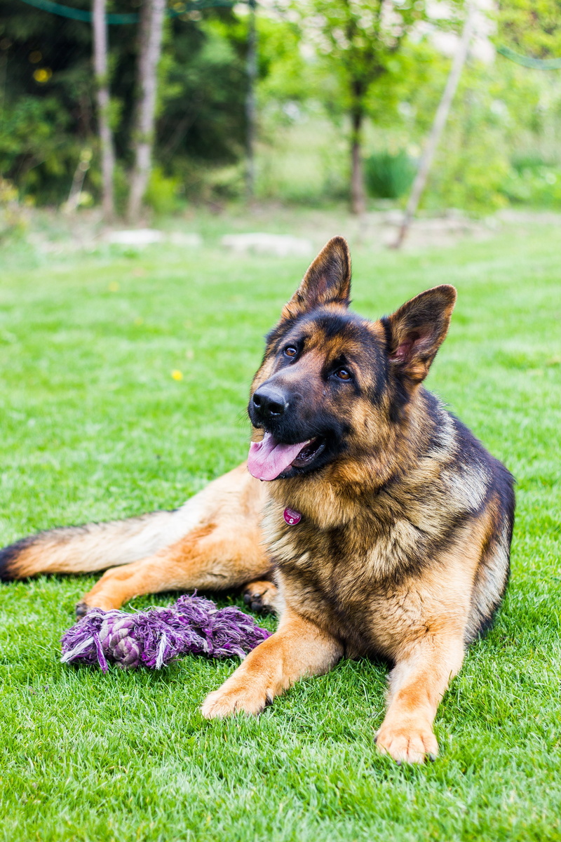 eb, domestic, loyalty, no people, domestic animals, nature, sweet, panting, sunshine, regardless of whether the, animal head, four-legged, german, pet portraits