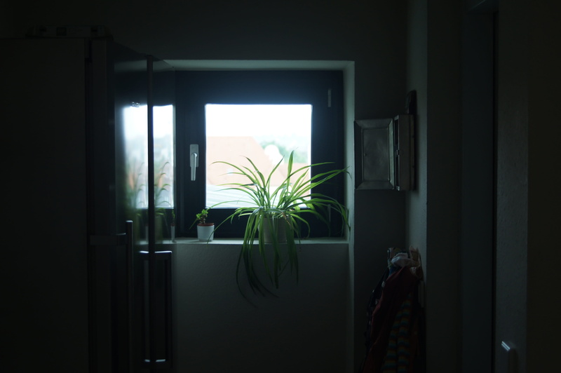 inside, nature, building, door, potted plant, day, indoors, green color, linear, transparent, built structure, apartment, architecture, decor, houseplant