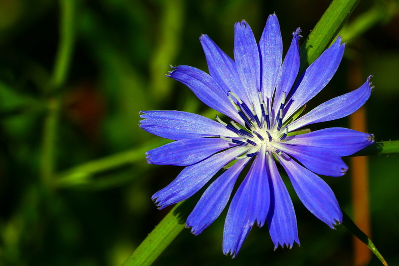 used, flower head, beauty in nature, wild flower, wildflower, 1080P, roots, substitiute, growth, focus on foreground, sepal, bloom, available, close-up