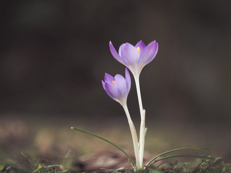 MFT, available light, Not alone, petaled, flower, close-up, lens, bokeh, crocus, Micro 4/3, manual focus, purple, Peach, Panasonic Lumix GX8, springtime