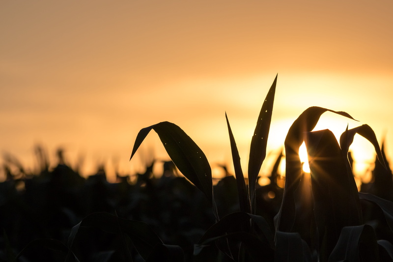 leaf, agriculture, beauty in nature, horizon, rural, crop, silhouette, tranquility, corn, freshness, sunlight, available light