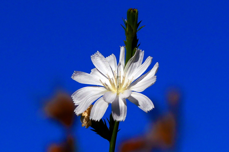 vulnerability, coffee, day, inflorescence, flower head, petal, blue, similar, chicory blossom, caffeine, focus on foreground, coffee chicory, pollen, cichorium intybus