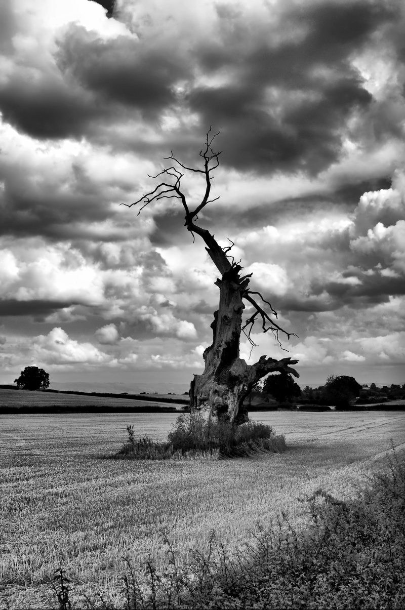clouds, Mono, longer, photo, outdoors, nature, End of days, black And White, field, available, BW, HDR, 4K, cloud - Sky, rural Scene, sky, landscape, tree